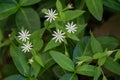 Common Chickweed Ã¢â¬â Stellaria media Royalty Free Stock Photo